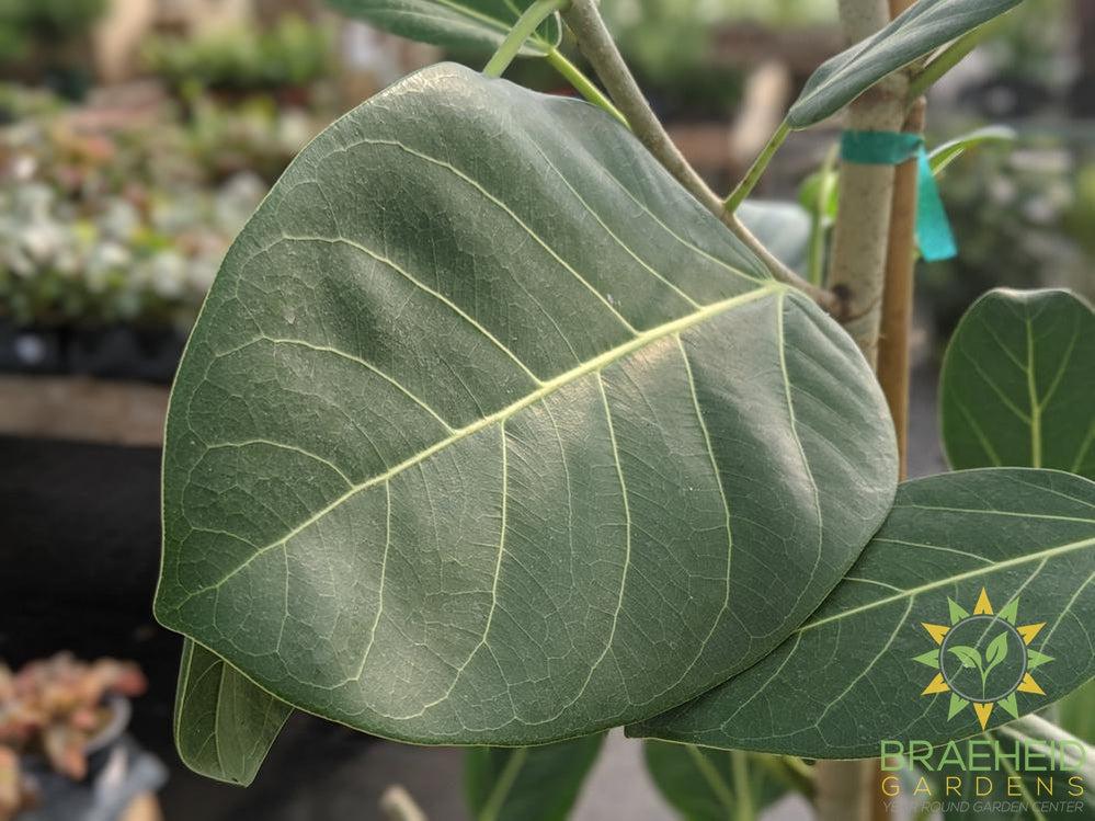 Large Ficus Audrey - NO SHIP