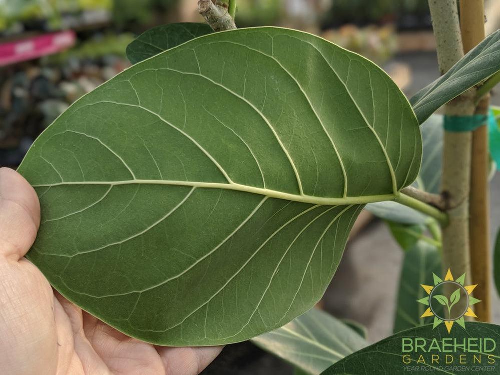 Large Ficus Audrey - NO SHIP