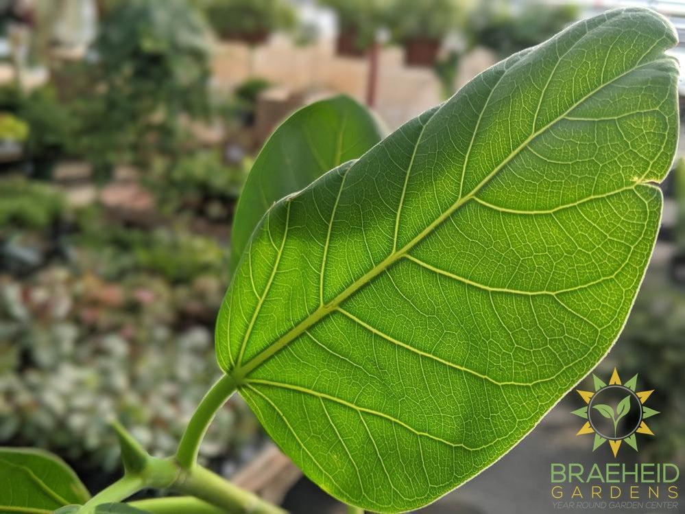 Large Ficus Audrey - NO SHIP