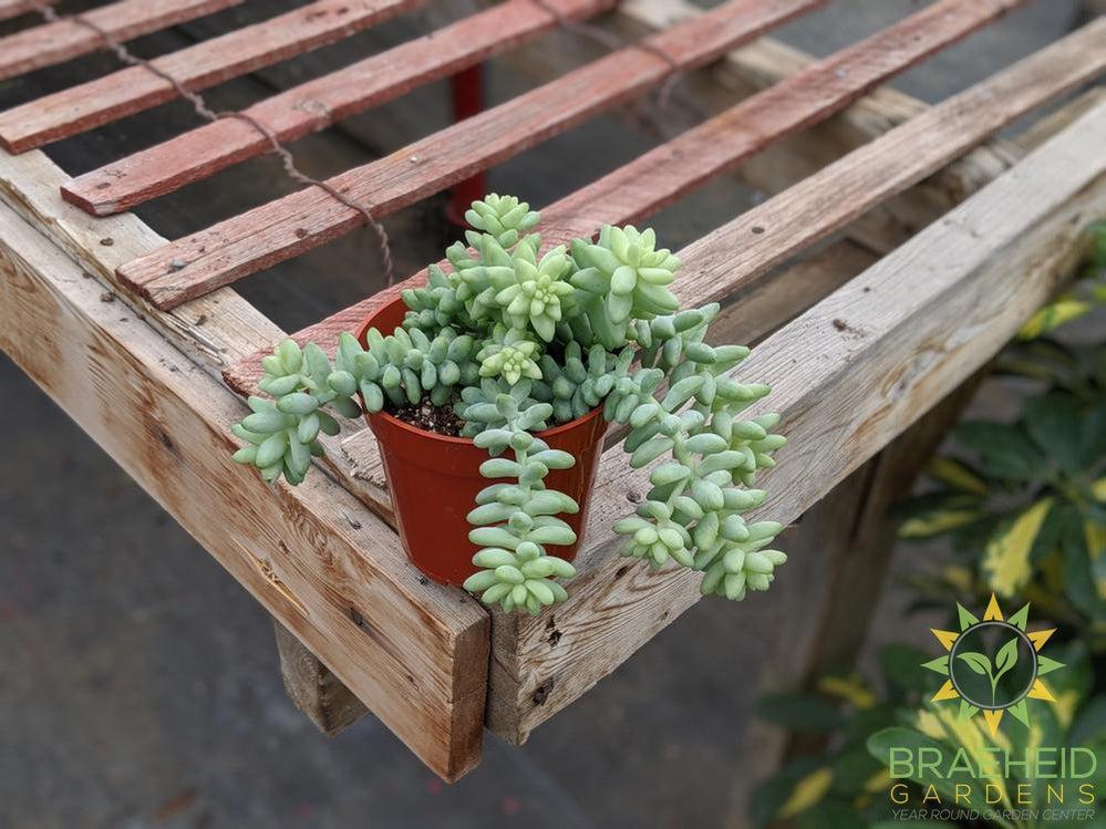 Burros Tail