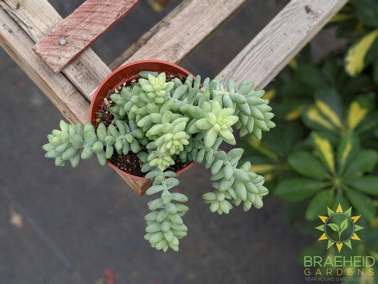 Burros Tail