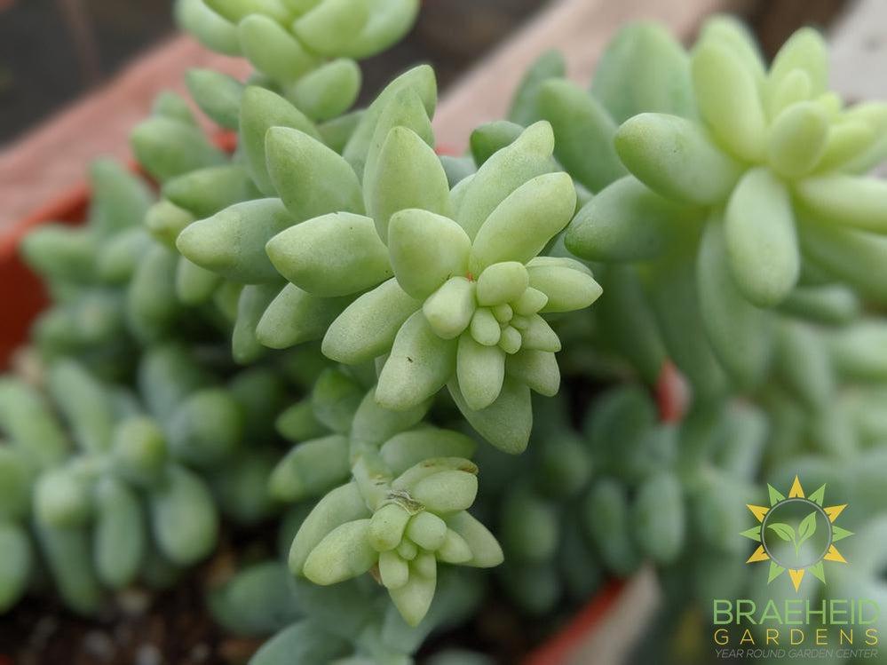 Burros Tail