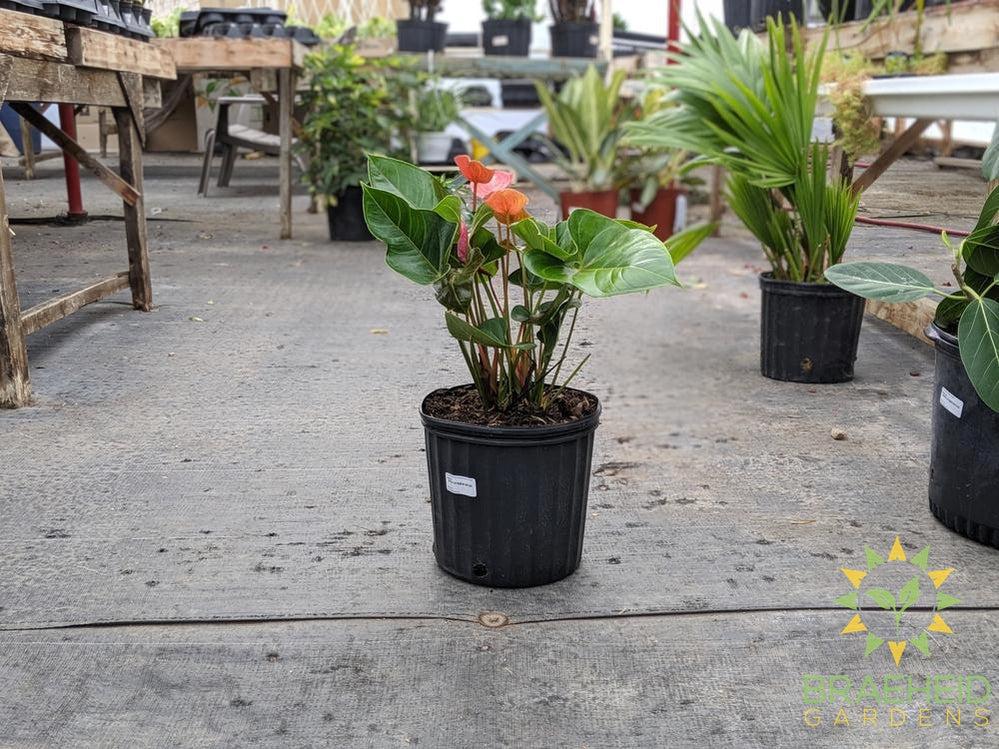 Large Anthurium Flamingo Flower - NO SHIP
