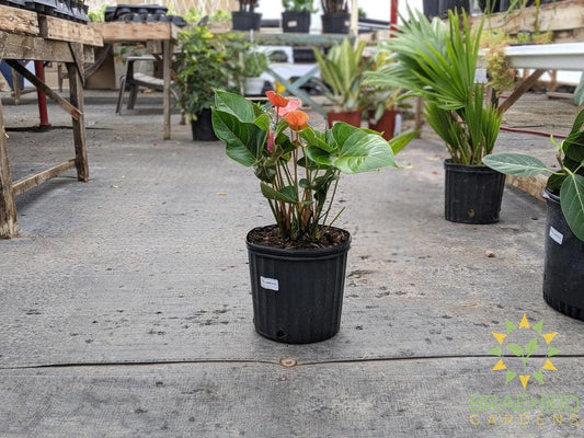 Large Anthurium Flamingo Flower - NO SHIP