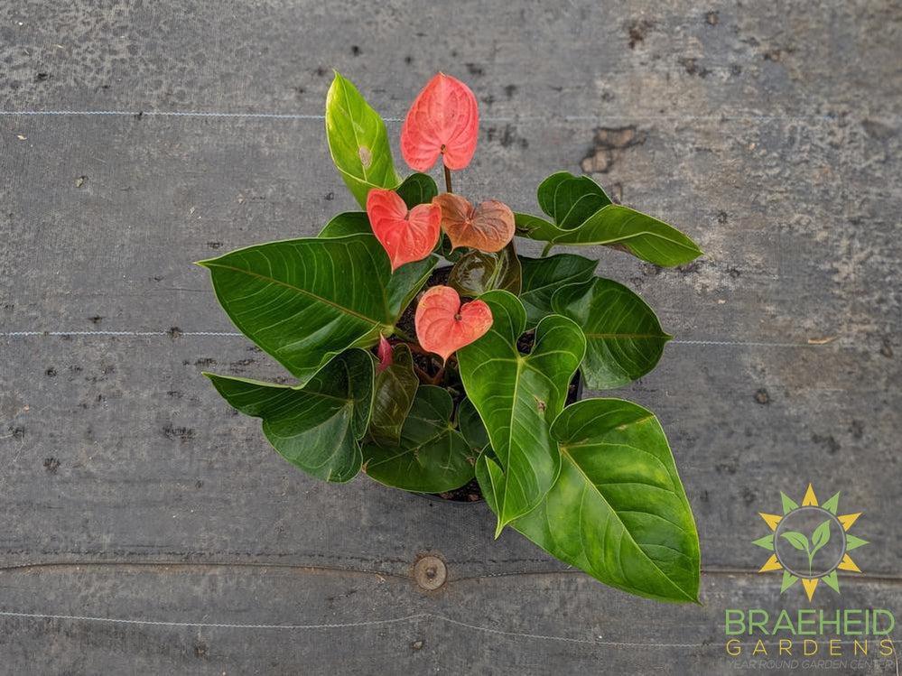 Large Anthurium Flamingo Flower - NO SHIP