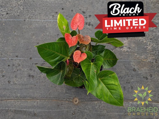 Large Anthurium Flamingo Flower - NO SHIP