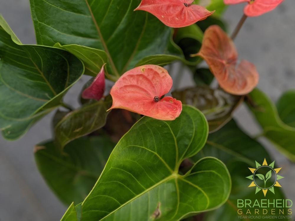 Large Anthurium Flamingo Flower - NO SHIP