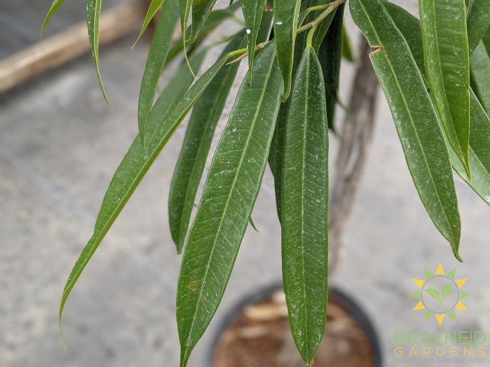 Large Braided Ficus Ali - NO SHIP