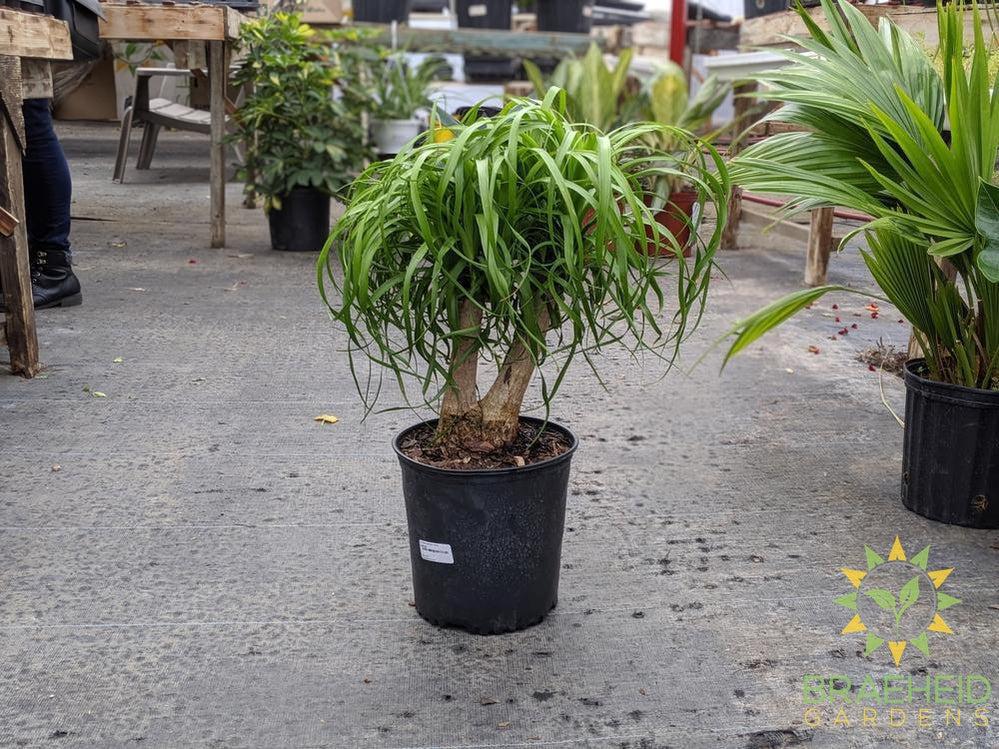 Large Ponytail Palm - NO SHIP