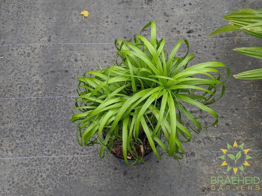 Large Ponytail Palm - NO SHIP