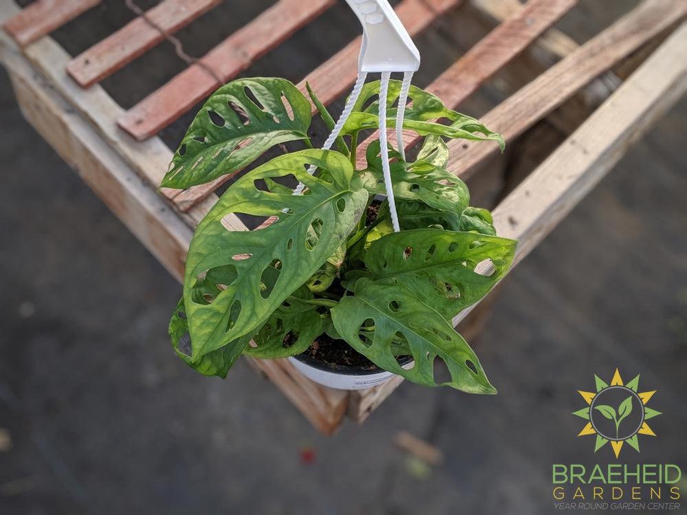 Swiss Cheese Vine hanging basket (Monstera Adansonii) (Large Cultivar)
