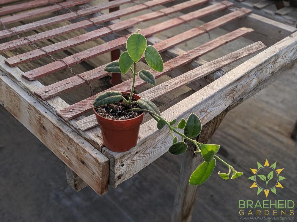 Buy Hoya Ciliata Canada