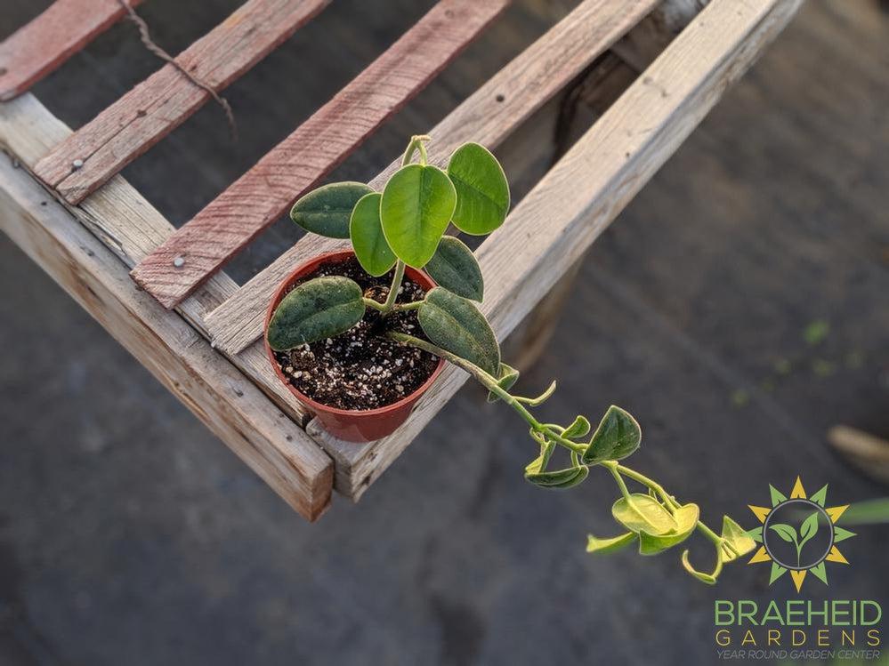 Order Hoya Ciliata online Canada