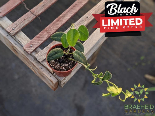 Order Hoya Ciliata online Canada