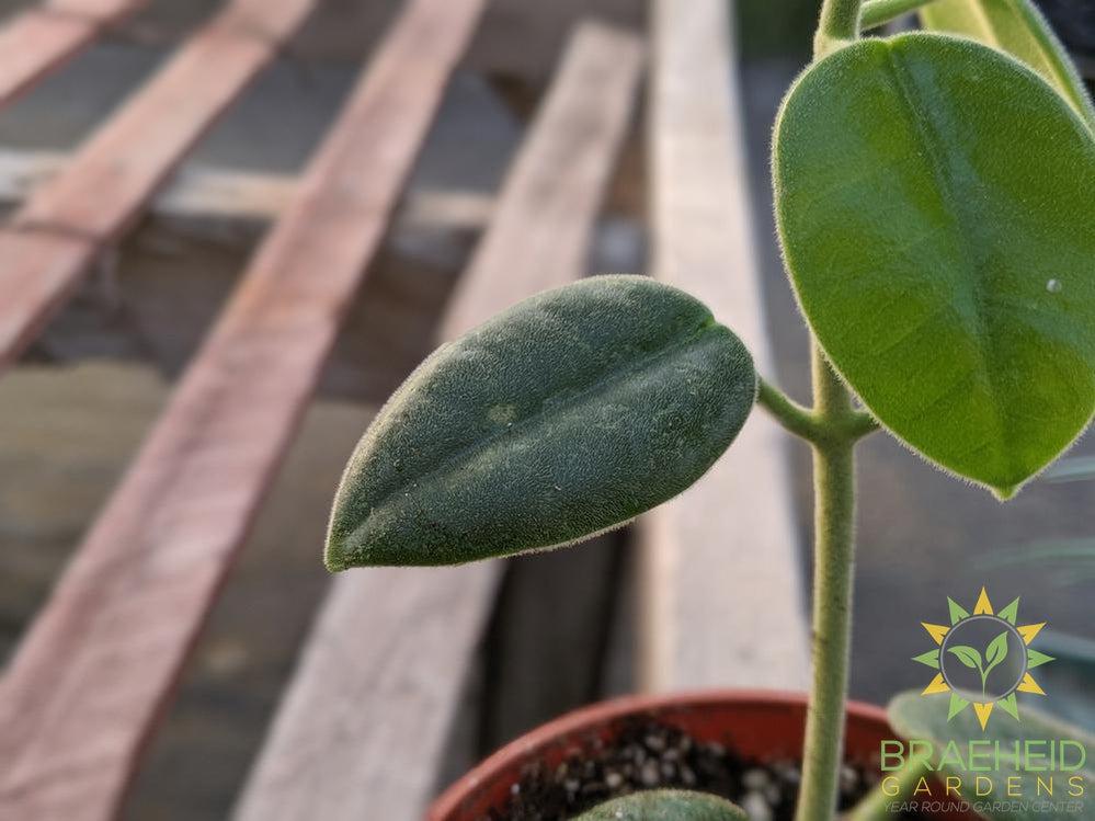Hoya Ciliata Leaf texture