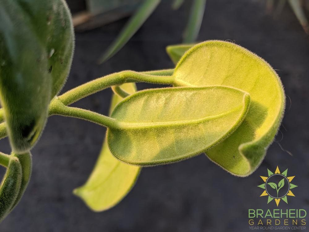 Hoya Ciliata Canada