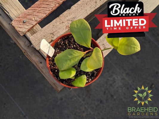 Buy Hoya Lucardenasiana online Canadian wide Shipping