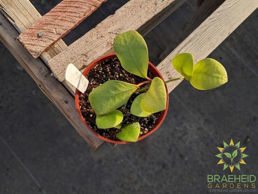 Buy Hoya Lucardenasiana online Canadian wide Shipping