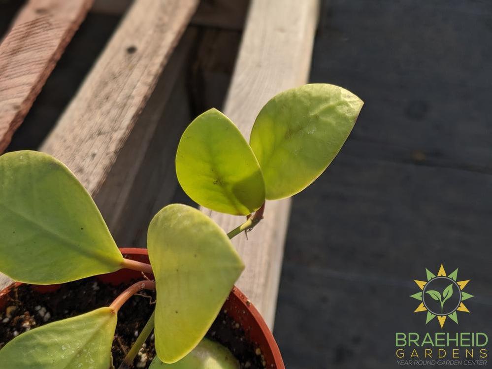 Hoya Lucardenasiana Wax Plant Leaf