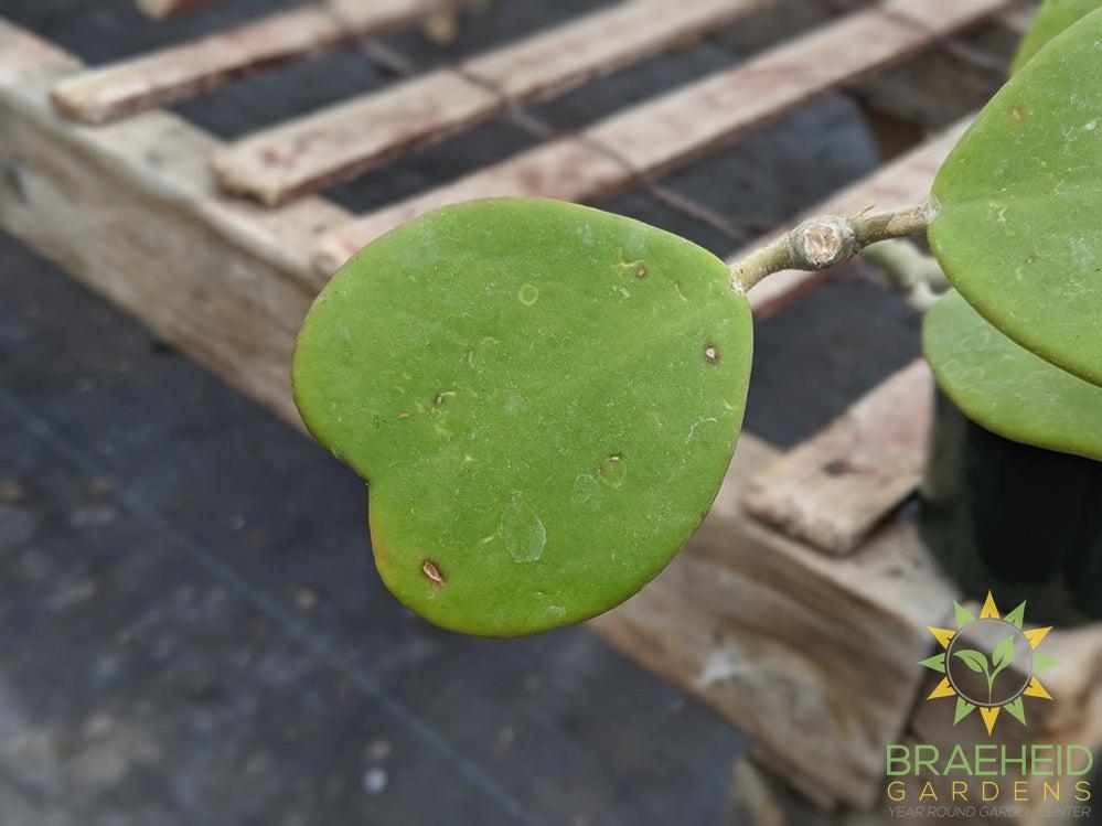 Hoya Kerrii Leaf shape