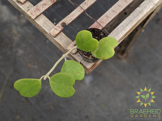 Order Hoya Kerrii Canada wide Shipping