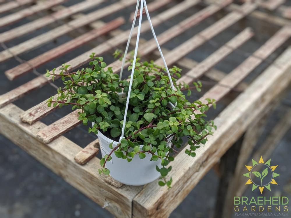 Elephant bush Hanging Basket
