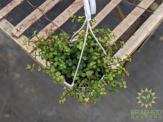 Elephant bush Hanging Basket