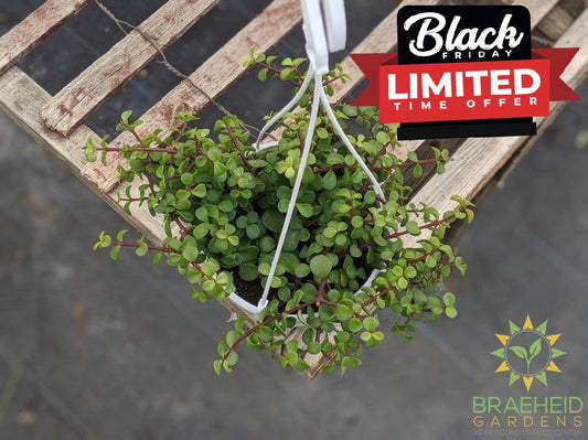 Elephant bush Hanging Basket