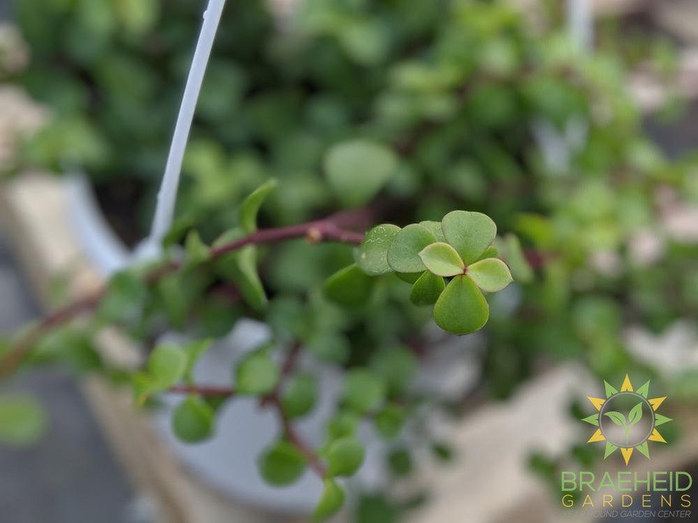 Elephant bush Hanging Basket