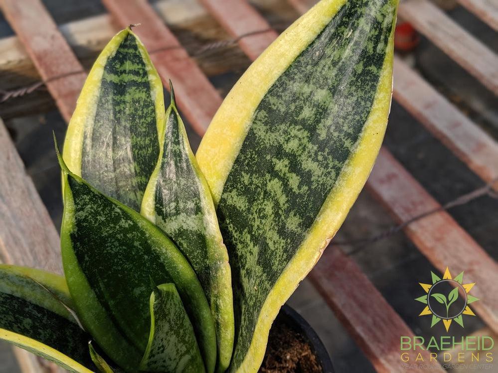 Sansevieria Superba