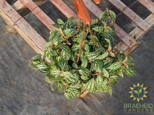 Pilea Aluminum - Hanging Basket