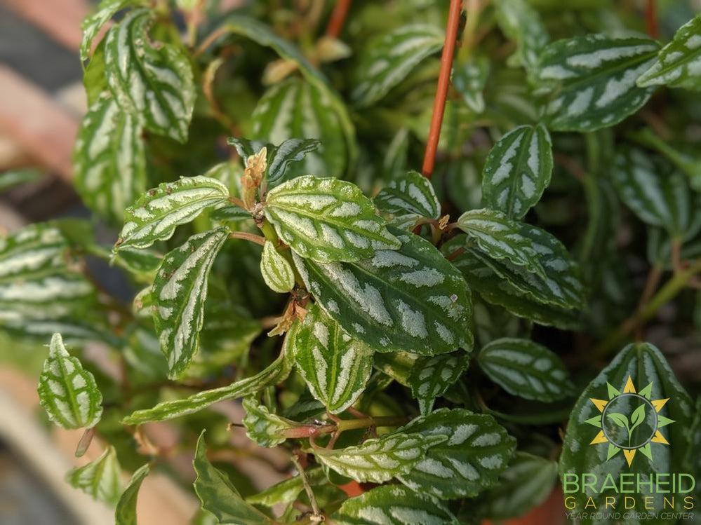 Pilea Aluminum - Hanging Basket