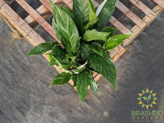 Peace Lily Domino - Variegated