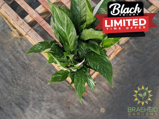 Peace Lily Domino - Variegated