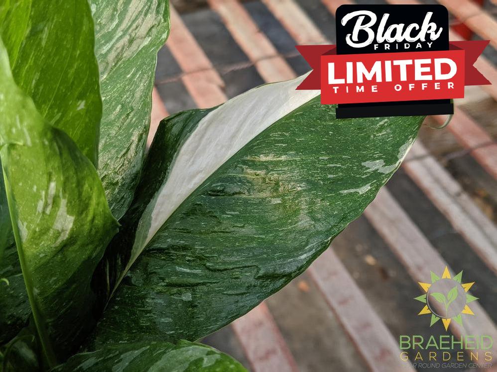 Peace Lily Domino - Variegated