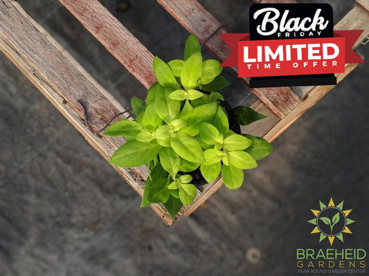 lipstick antares plant for sale in canada