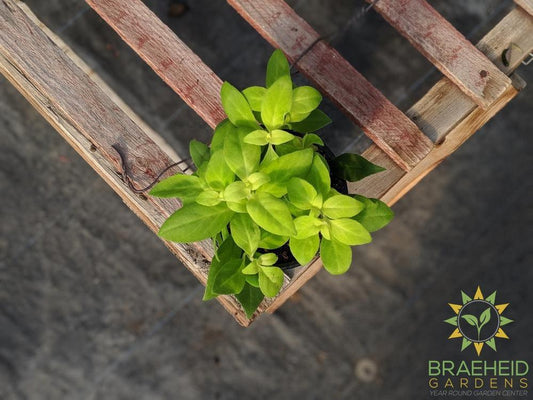 lipstick antares plant for sale in canada