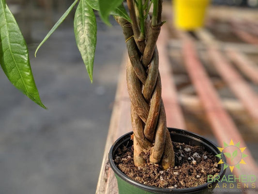 Money Tree - NO SHIP