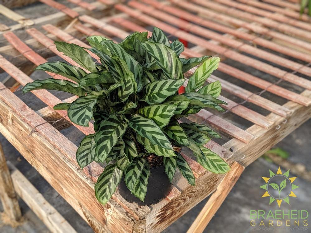 Calathea Freddie in Canada- Canada wide Shipping