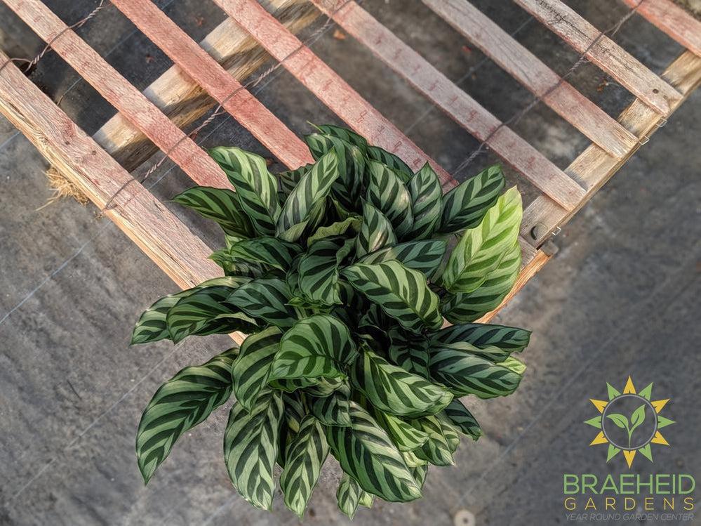 Shop Calathea Freddie in Canada