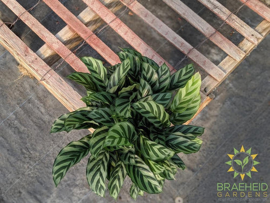 Shop Calathea Freddie in Canada