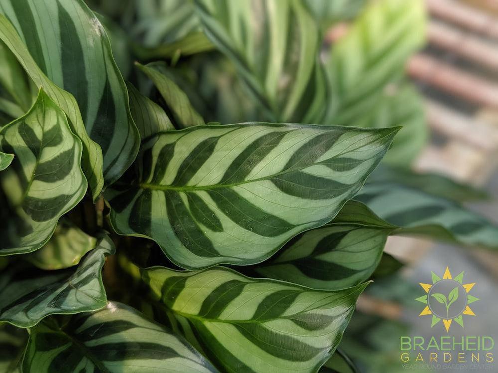 Calathea Freddie