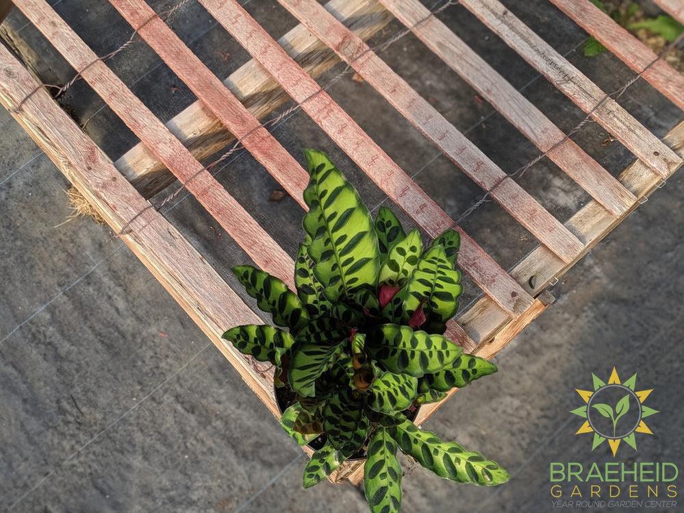Calathea Rattlesnake (Calathea Lancifolia)