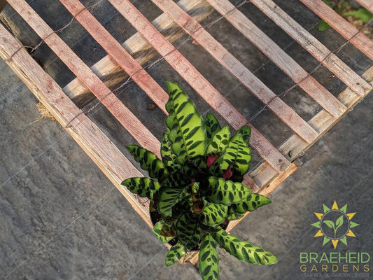 Calathea Rattlesnake (Calathea Lancifolia)