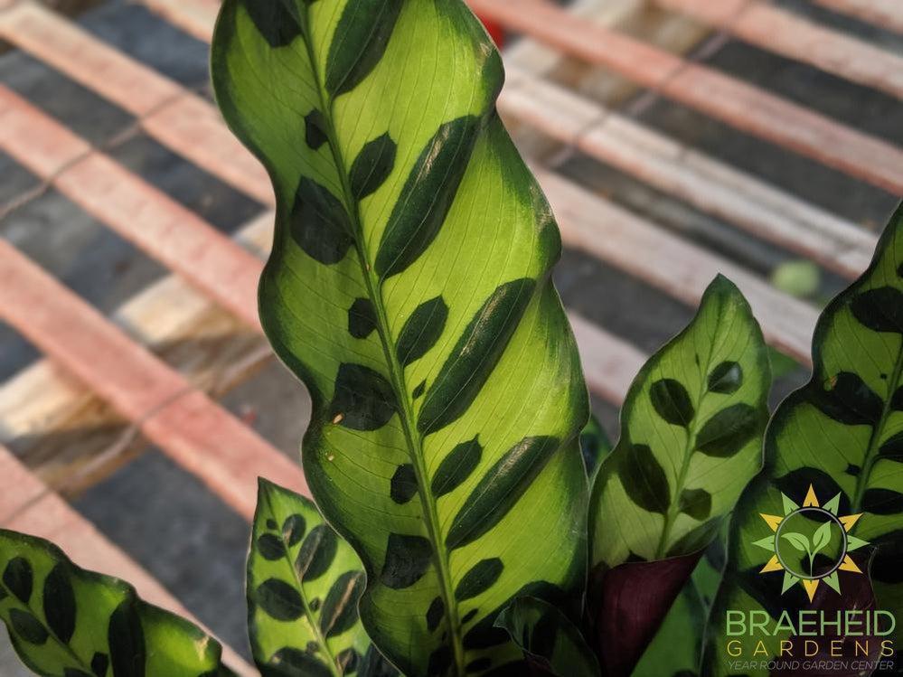 Calathea Rattlesnake (Calathea Lancifolia)