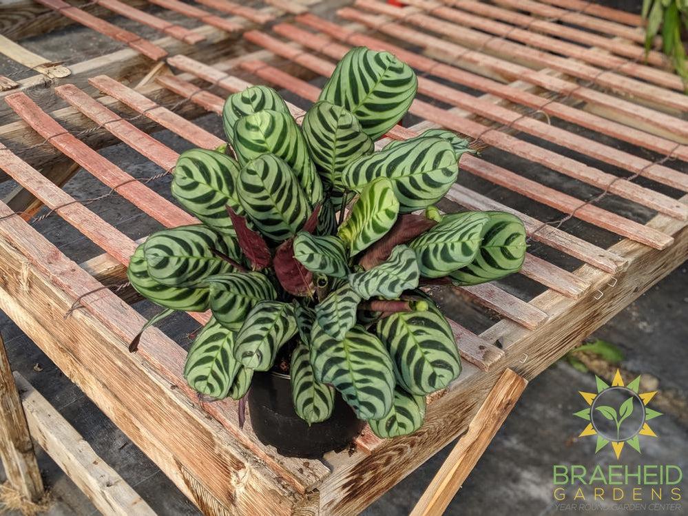Calathea Peacock (Burle Marx)