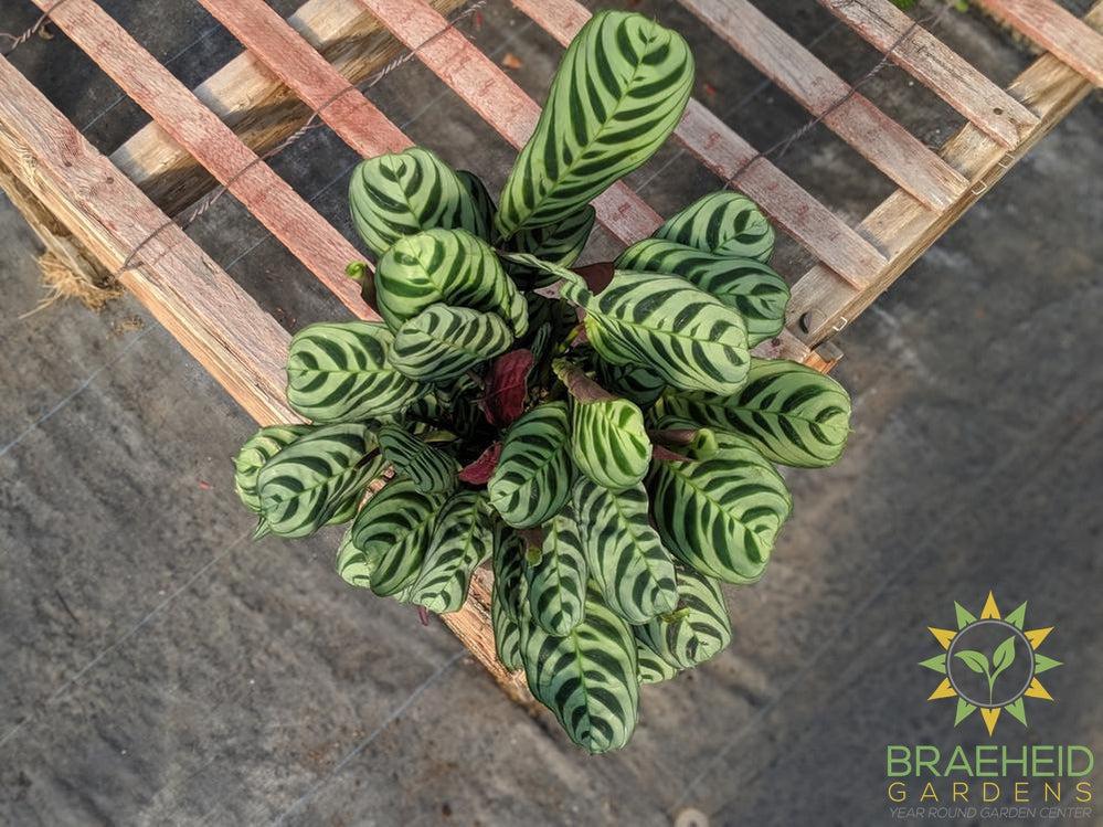 Calathea Peacock (Burle Marx)