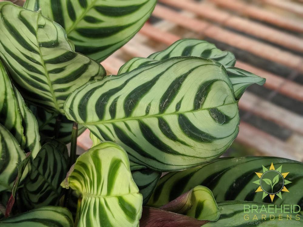 Calathea Peacock (Burle Marx)