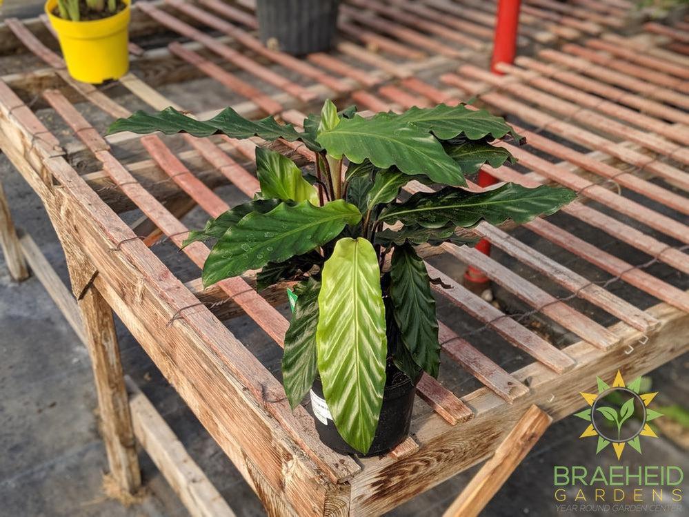Calathea Velvet leaf - Calathea Rufibarba