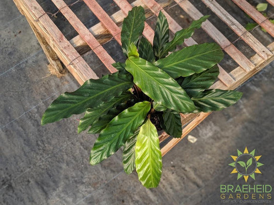 Calathea Velvet leaf - Calathea Rufibarba